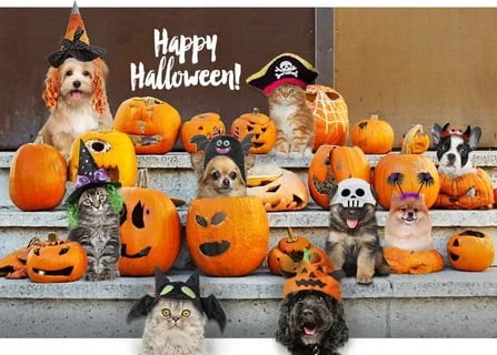 Halloween and Dogs