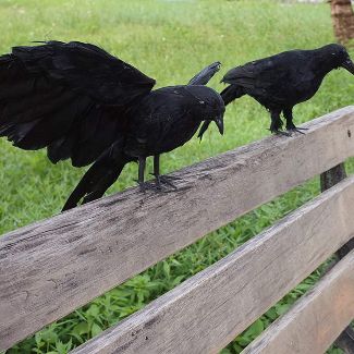 Realistic Model Crows