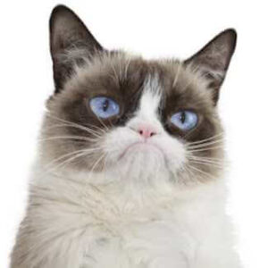 Grumpy Cat Cospaly