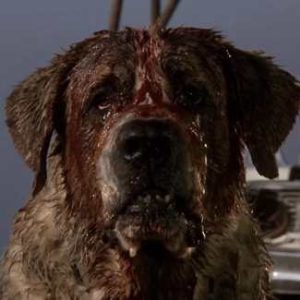 Cujo From Cujo (1983) 7