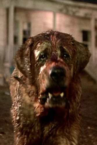 Cujo attacking a car in the bloodied attack scene from the 1983 film, reference for the group costume section