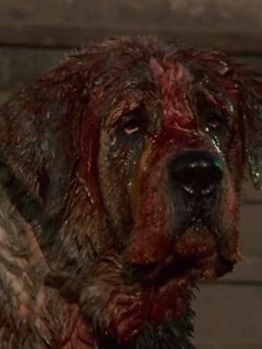 Close-up of Cujo's bloodied dog mask from the 1983 film, reference image for the Halloween costume